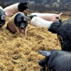 Zu den jüngsten Aussagen bezüglich der Schweinehaltung im Schwalm-Eder-Kreis haben die hiesigen Bündnisgrünen noch ein Wort zu sagen: Die Tierhaltung wie am Fließband ist das Problem. Foto: Andreas Hoffmann